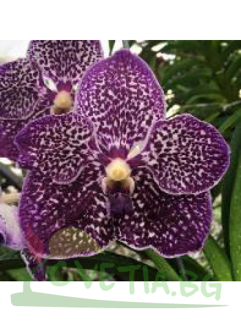 Ванда (Vanda Chulee)